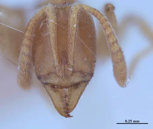 Hypoponera inexorata - MHNGENTO00094413