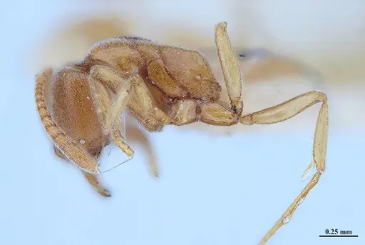 Hypoponera inexorata - MHNGENTO00094413