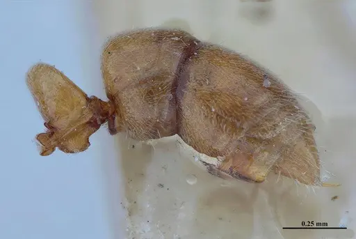Hypoponera inexorata - MHNGENTO00094413