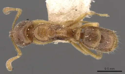 Hypoponera javana specimen