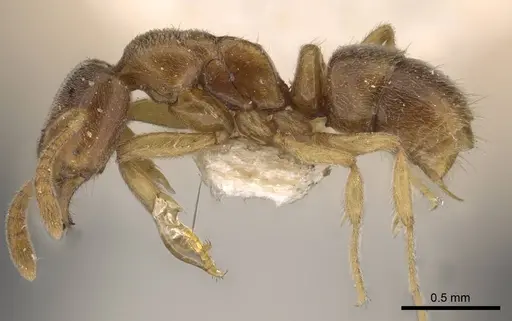 Hypoponera javana specimen