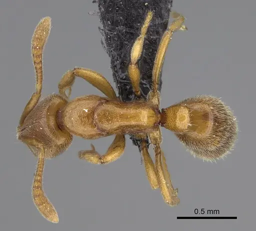 Hypoponera jeanneli specimen