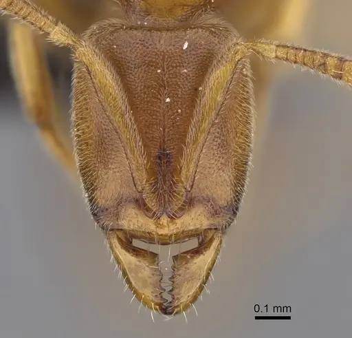Hypoponera jeanneli specimen