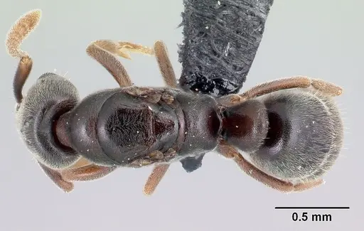 Hypoponera johannae specimen