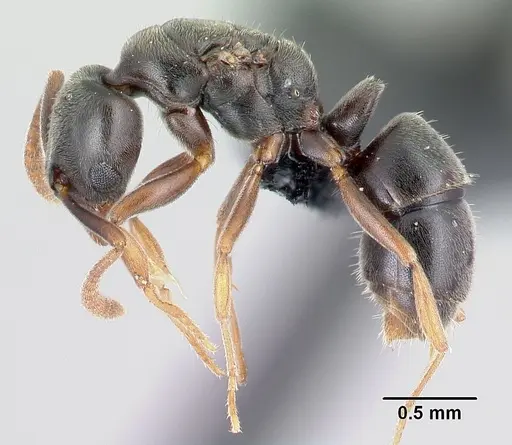 Hypoponera johannae specimen