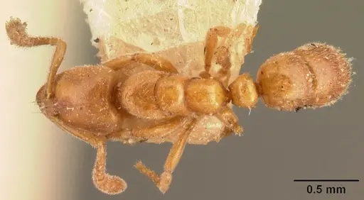 Hypoponera johannae - CASENT0101018