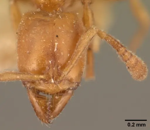 Hypoponera johannae - CASENT0101018