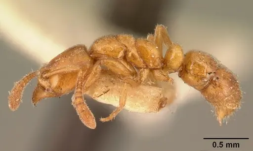 Hypoponera johannae - CASENT0101018