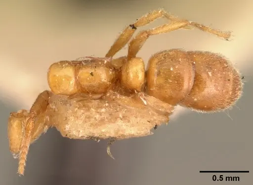 Hypoponera johannae - CASENT0101019