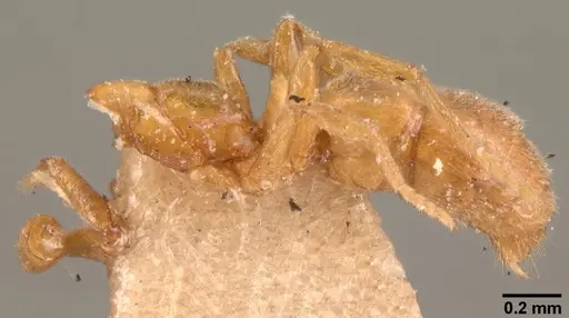 Hypoponera johannae - CASENT0101019