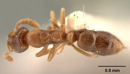 Hypoponera johannae - CASENT0101498