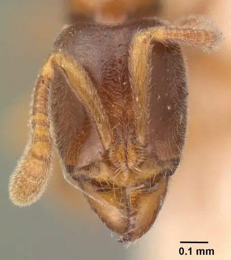 Hypoponera johannae - CASENT0101498