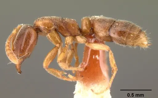 Hypoponera johannae - CASENT0101498