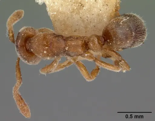 Hypoponera johannae - CASENT0102139