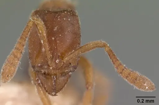 Hypoponera johannae - CASENT0102139