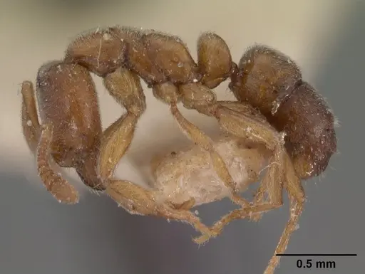 Hypoponera johannae - CASENT0102139