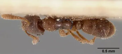 Hypoponera johannae - CASENT0102140