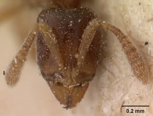 Hypoponera johannae - CASENT0102140