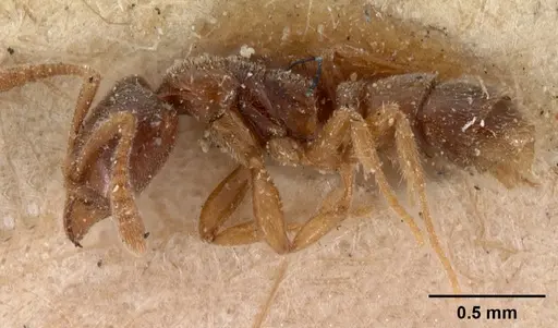 Hypoponera johannae - CASENT0102140