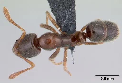 Hypoponera johannae - CASENT0132574