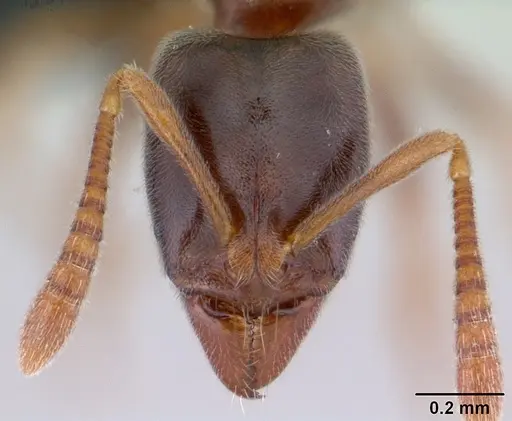 Hypoponera johannae - CASENT0132574