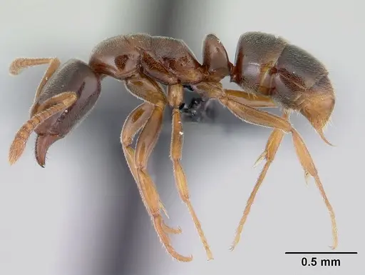 Hypoponera johannae - CASENT0132574