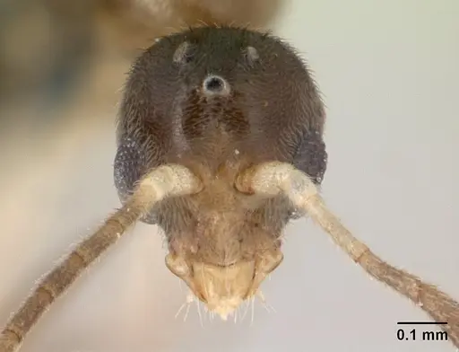 Hypoponera johannae - CASENT0132622