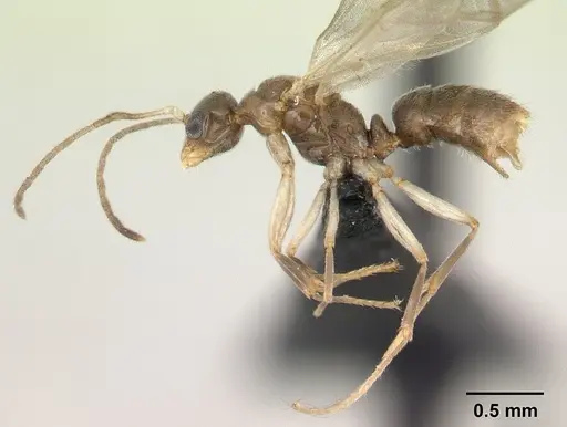 Hypoponera johannae - CASENT0132622