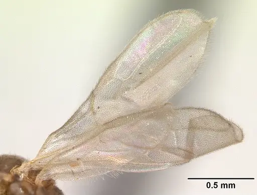 Hypoponera johannae - CASENT0132622