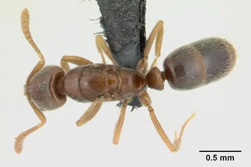 Hypoponera johannae - CASENT0132716