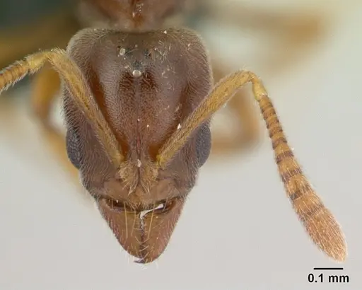 Hypoponera johannae - CASENT0132716