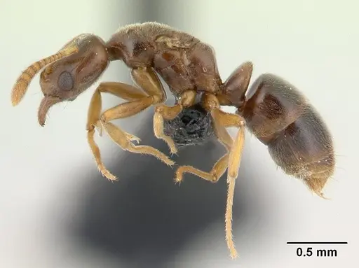 Hypoponera johannae - CASENT0132716