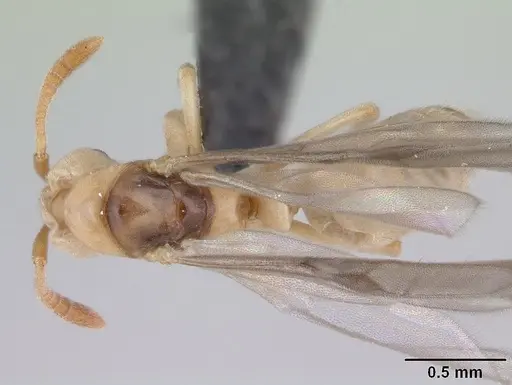 Hypoponera johannae - CASENT0133883