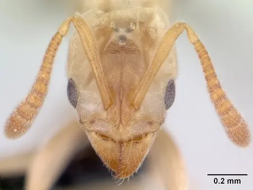 Hypoponera johannae - CASENT0133883