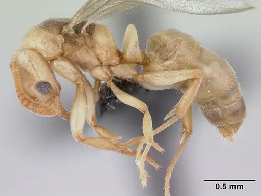 Hypoponera johannae - CASENT0133883