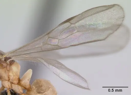 Hypoponera johannae - CASENT0133883