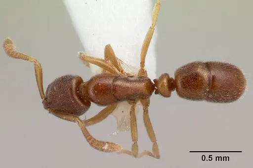 Hypoponera lassa specimen
