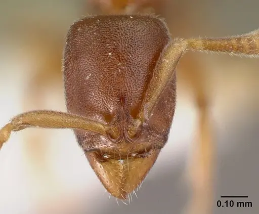 Hypoponera lassa specimen