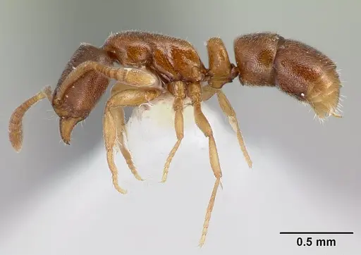 Hypoponera lassa specimen