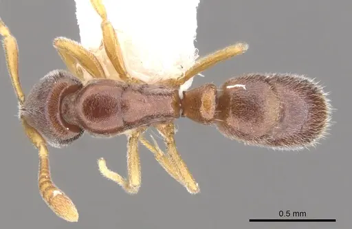 Hypoponera lassa - CASENT0902551