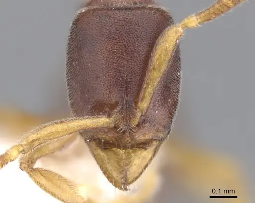 Hypoponera lassa - CASENT0902551