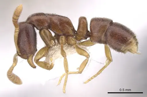 Hypoponera lassa - CASENT0902551