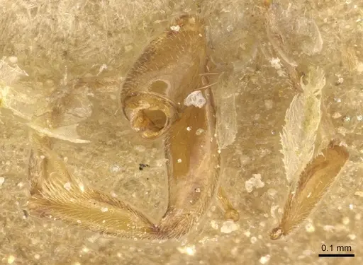 Hypoponera lea specimen