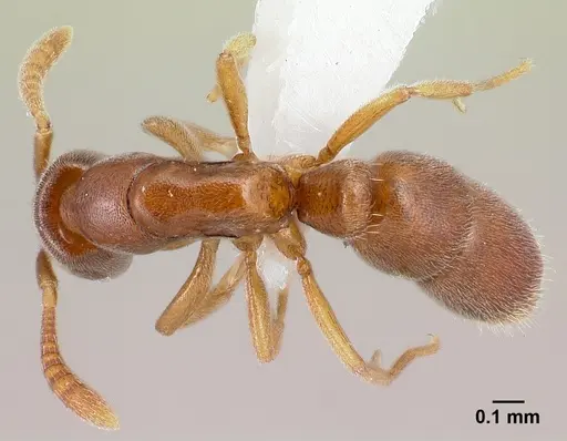 Hypoponera lepida specimen