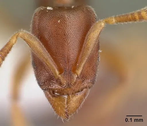 Hypoponera lepida specimen