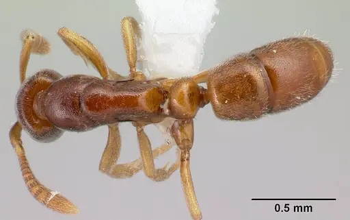 Hypoponera lepida - CASENT0218477