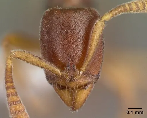 Hypoponera lepida - CASENT0218477