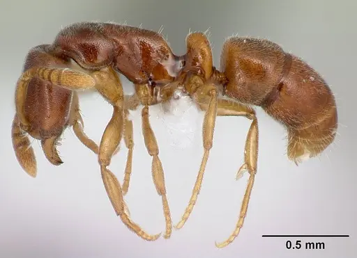 Hypoponera lepida - CASENT0218477