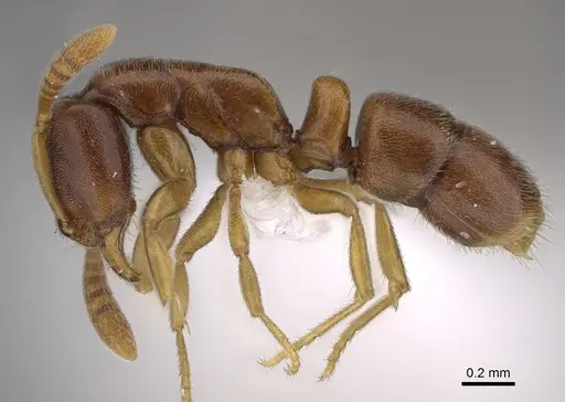 Hypoponera lepida - CASENT0417283