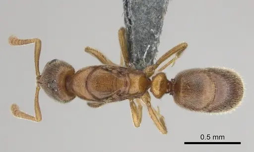 Hypoponera lepida - CASENT0815865